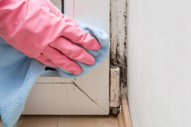 Mold Documentation for Insurance Claims in Kenedy, TX